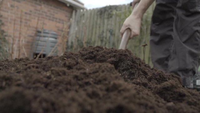 Gardener aerating a vegetable patch ready to sow seeds in Springtime