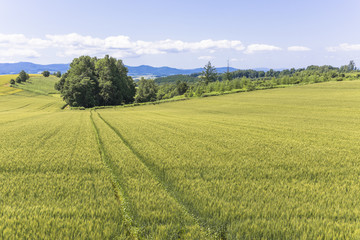 丘の町美瑛の田園風景