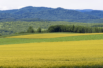 美瑛・パッチワークの路の田園風景