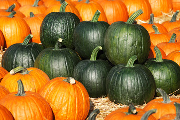 pumpkin harvest