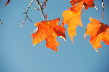 bright autumn leaves against sky