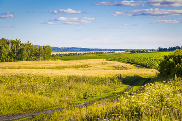Fototapeta premium Beautiful summer landscape