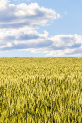 Field of young wheat