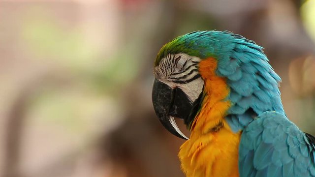 parrot macaw blue and gold sleeping, closeup
