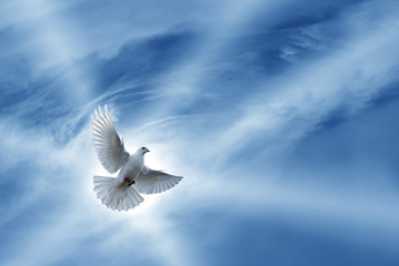 Beautiful Dove symbol of faith