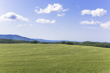 美瑛・パッチワークの路の田園風景