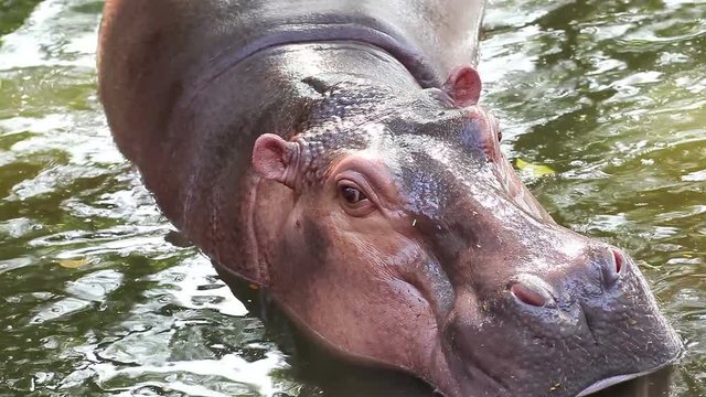 hippo, hippopotamus open mouth and yawn in pond