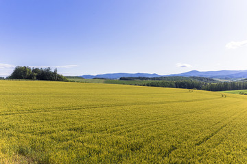 Naklejka premium 美瑛・パッチワークの路の麦畑