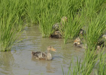 水田の合鴨