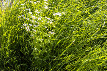 野に咲く白い花