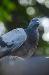 Pigeons perch on the pole