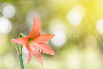 Orange flowers Hippeastrum or Amaryllis on bokeh and sunlight
