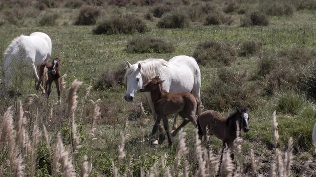 wild horses in the carmargue france