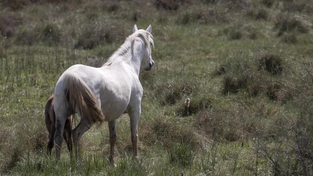 wild horses in the carmargue france