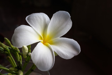 Fototapeta na wymiar Beautiful charming white flower plumeria or frangipani in dark