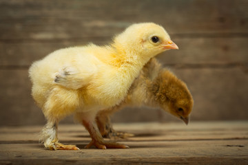 chickens on wooden boards