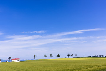 Fototapeta na wymiar メルヘンの丘の麦畑