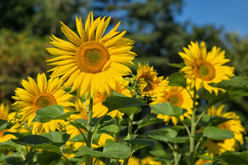Obraz premium Sonnenblumen