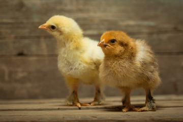 chickens on wooden boards