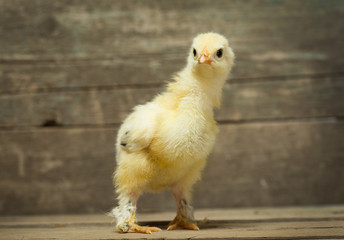 chicken on wooden boards