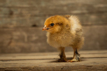 chicken on wooden boards