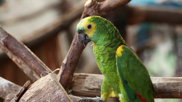 Panama Yellow-headed Amazon parrot