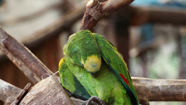 Panama Yellow-headed Amazon parrot grooming feather