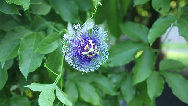 Purple Passion Flower science names "Passiflora edulis Sims" and green leaf