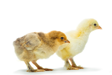 chicken on a white background