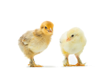 chicken on a white background