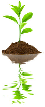 plant de citronnier, fond blanc