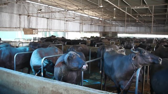 Buffalo Milk Dairy farm