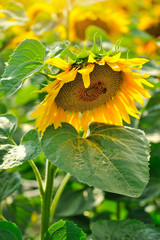 Blooming sunflower close. Sunflower field