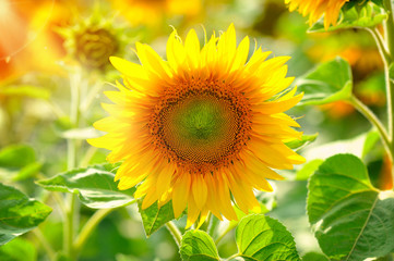 Bright yellow sunflowers and sun. Sunflower field