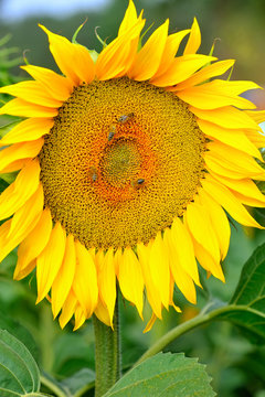 Honey Bee Pollinating Sunflower in Field of Sunflowers