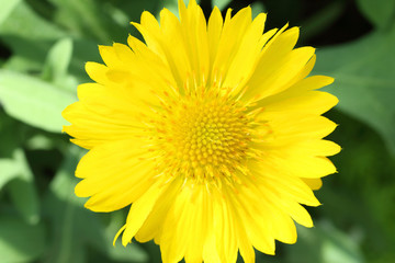 background of yellow flowers
