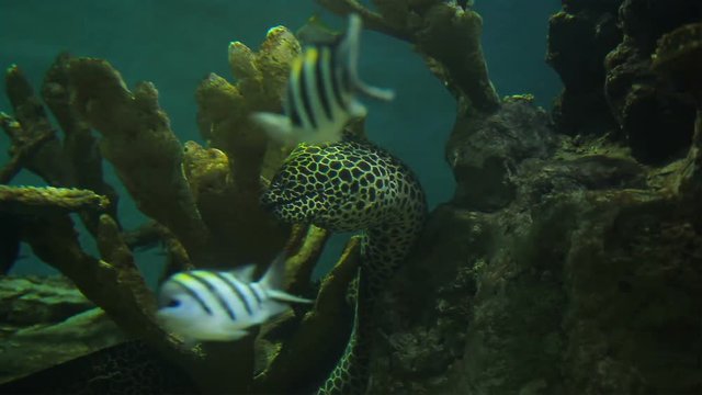 Moray Eel, take breath gum and lean with coral in aquarium