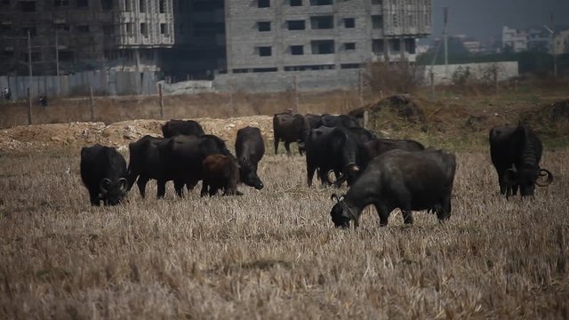 Buffalo's in the Fields
