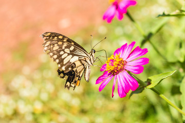 butterfly on flower