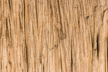 Fototapeta premium wood texture
