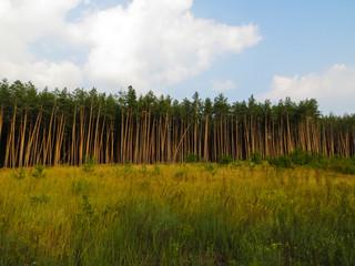 Pine forest on summer