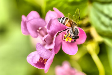 Bees eat pollen with HDR tone, contrast and noise selective focus.