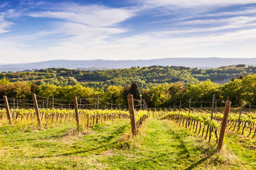 Fototapeta na wymiar Vineyards on the hills