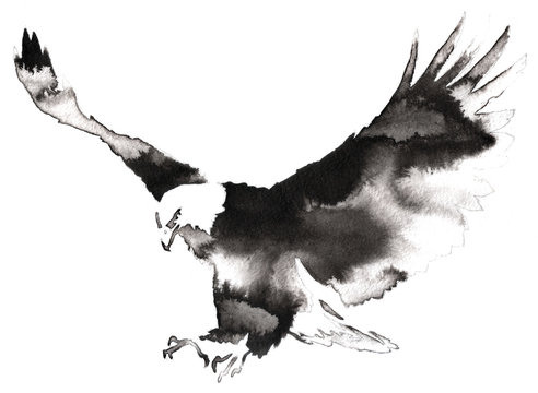 black and white monochrome painting with water and ink draw eagle bird illustration