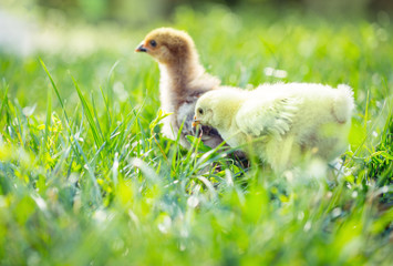 Little chicken in the grass