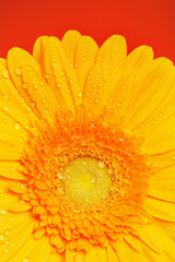 Yellow Gerbera Flower