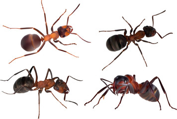 illustration with four large brown forest ants