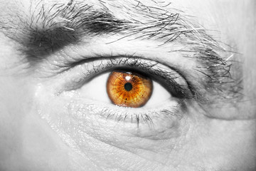 Obraz premium Image of man's brown eye close up.