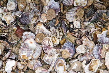 Pile of oyster shells and barnacles