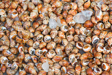 Shellfish in fresh market at ferry of Angsila, Choburi, Thailand
